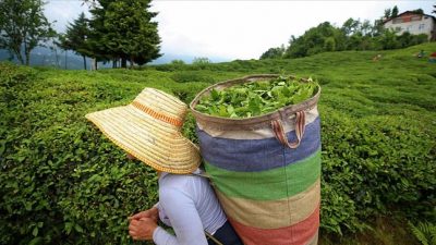 Organik yaş çayın taban fiyatı belli oldu
